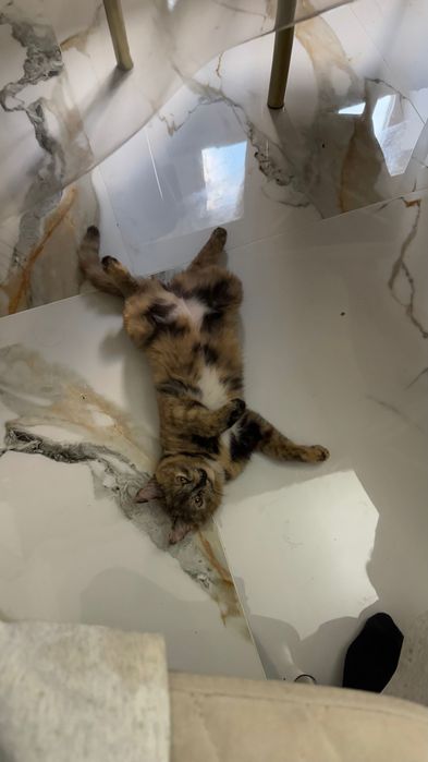 Пропала кошка! Кличка:Маша
