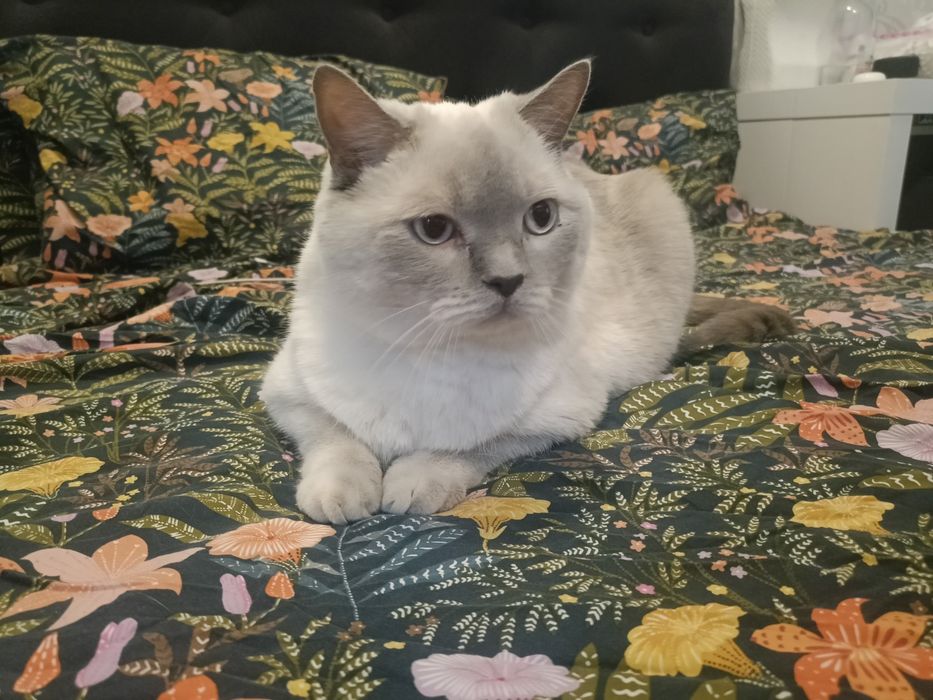 Ofer spre adopție un  motan adult, blând – Yeti (3,5 ani)