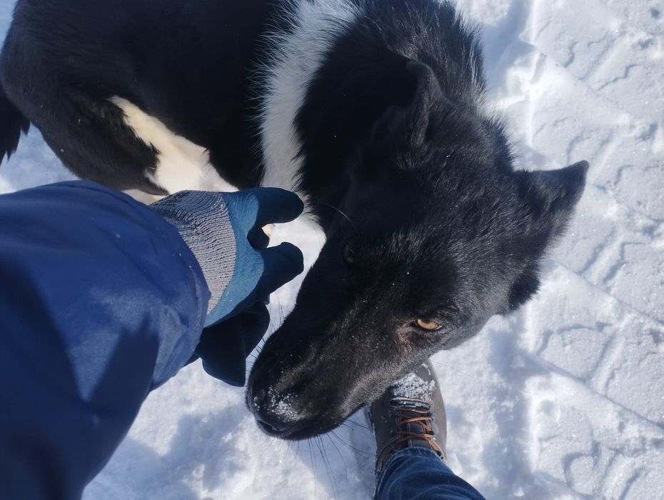 Щенок 3-4 месяцев