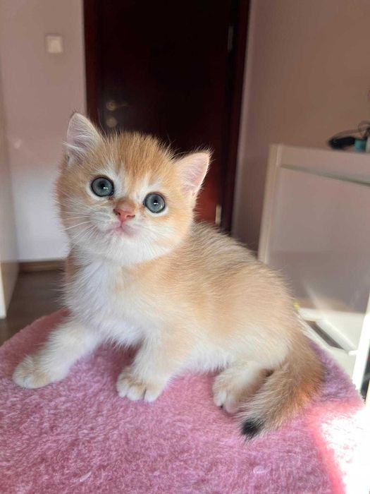 Băiețel adorabil british shorthair golden chinchilla!