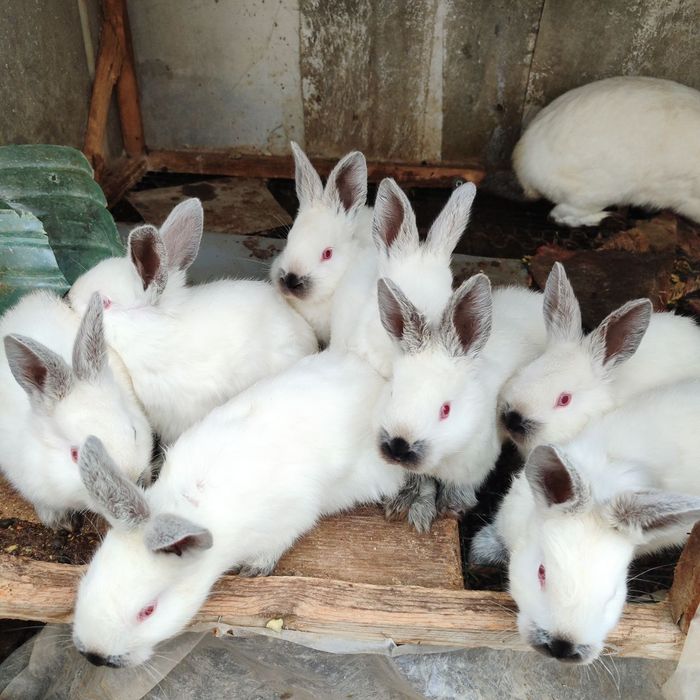 Kalif quyonchalar sotiladi.