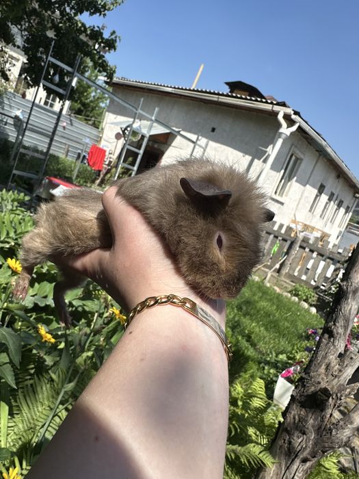 Морская свинка девочка