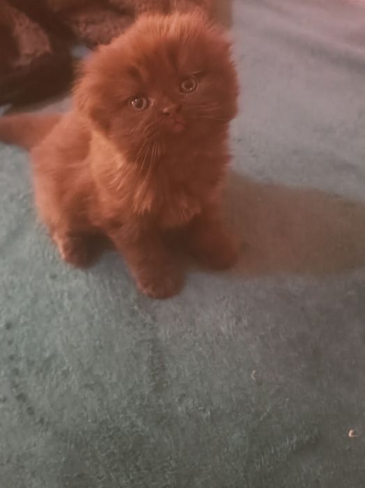 Котята британские