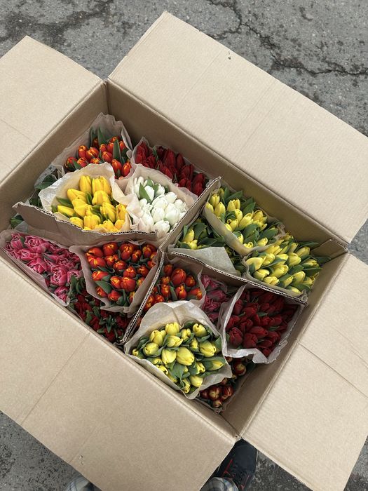 Тюльпаны Оптом за 500тг