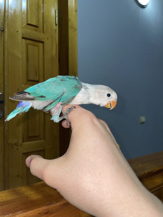 Продаются ручные попугаи неразлучники