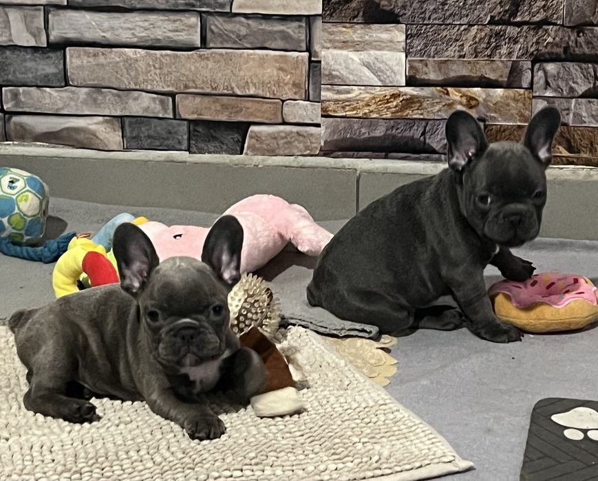 Френски булдог  - мъжки