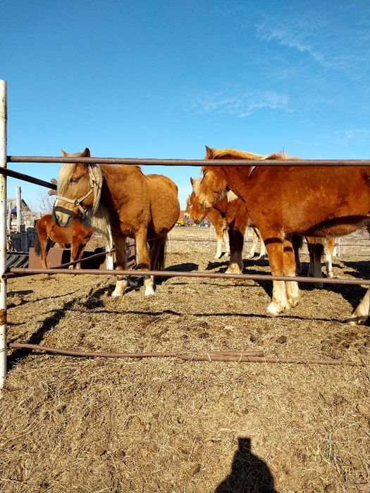 Продам жерёбых кобыл и тайчиков