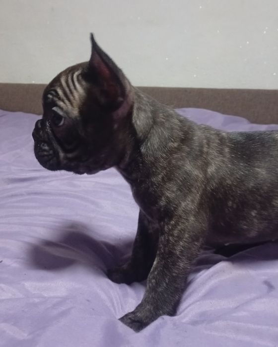 Французский бульдог. Щенки.