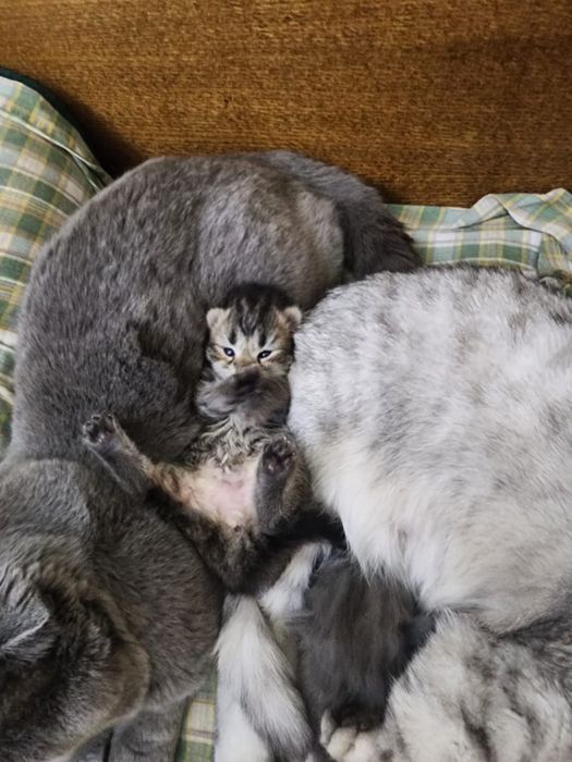 Шотландская скотиш хайлент страйт