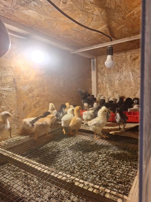 Pui din găini de țară de vânzare