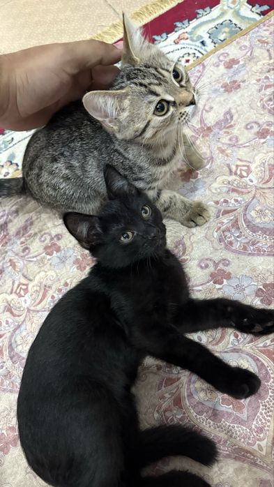 Мысық, тегін беремін