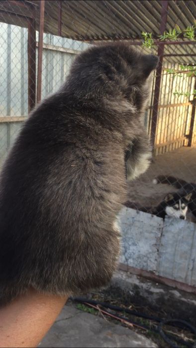 Арлекино девочка