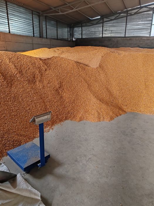 Vând porumb , orzoaică, grâu și floarea soarelui.