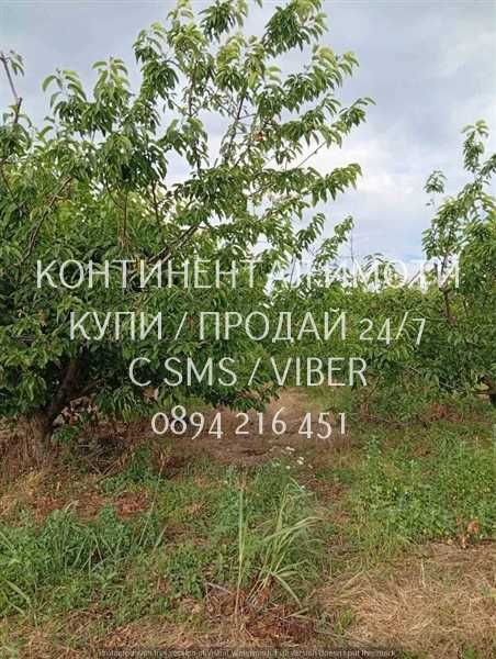 Код 70004. Плододаваща черешова градина 9500м2, разположена на стената на язовир