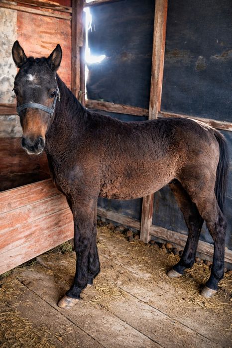 жылкы жабагы тай