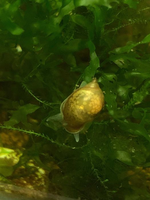 plante plutitoare pentru acvariu