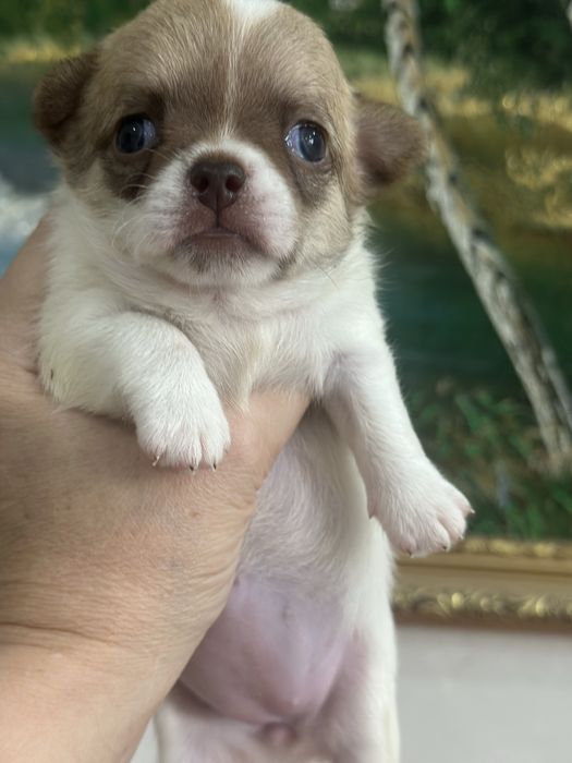 девочки чихуахуа кобби