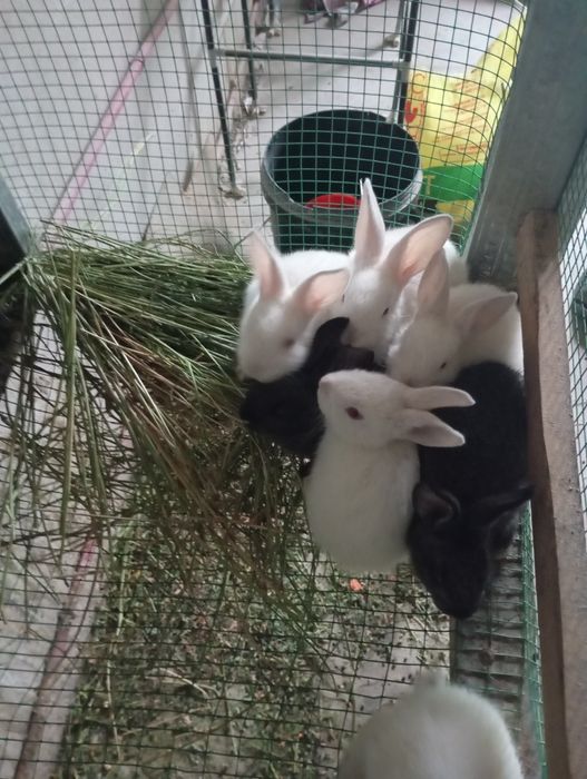 Тез ва арзон куйонлар сотилади