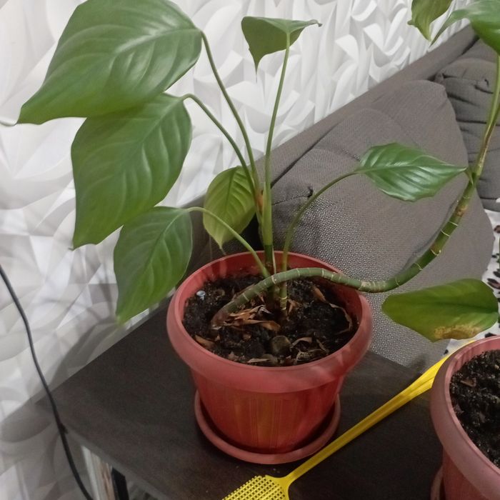 Продам цветы  срочно