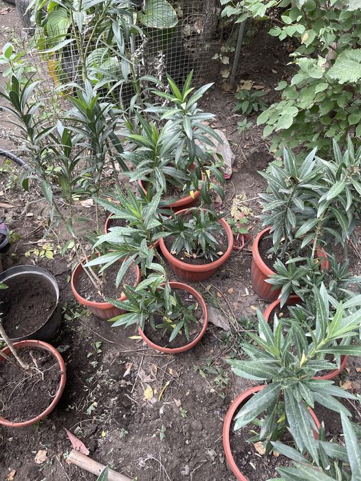 Продам цаеты алиандр