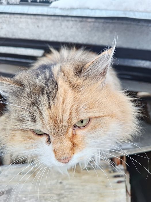 Найден кот / кошка