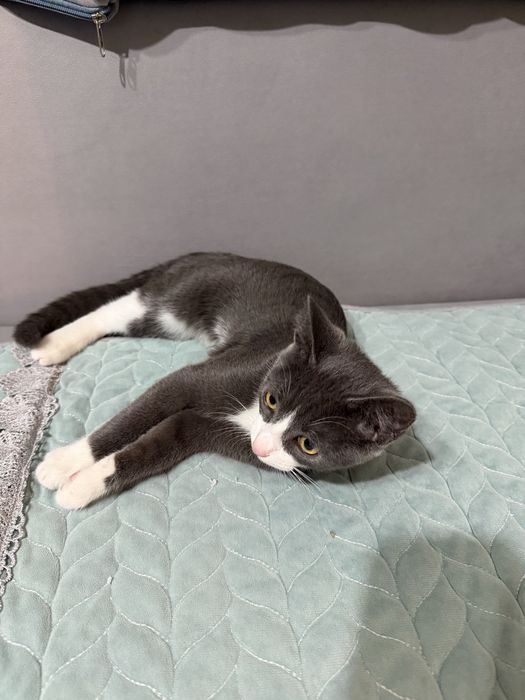 Котенок домашний