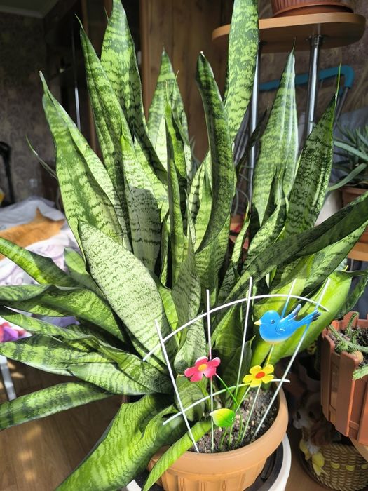 Продам комнатные растения.