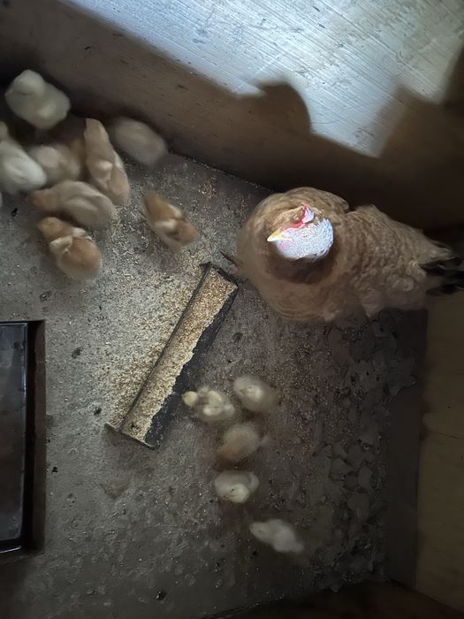 De vânzare o cloca cu 22 de pui de casa