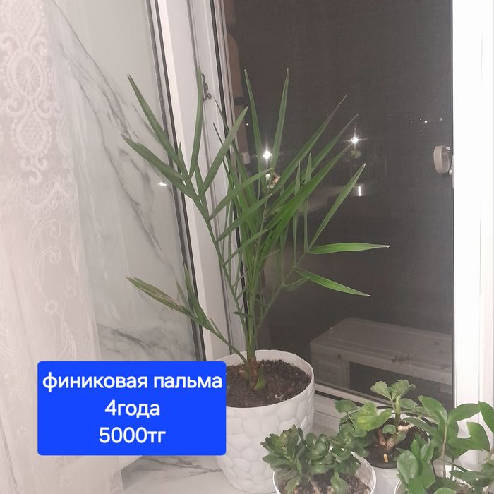 Комнатные растения, цветы