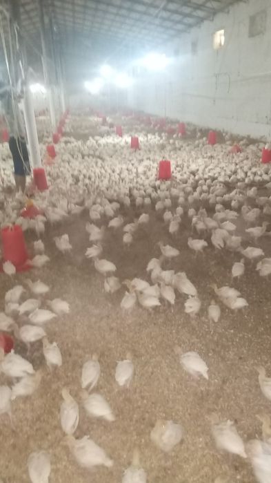 Биг 6 куркалари сотилади