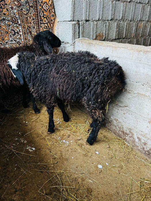 Продам зрелых баранов