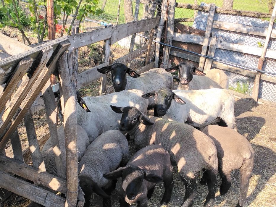 De vânzare doi berbecuți suffolk