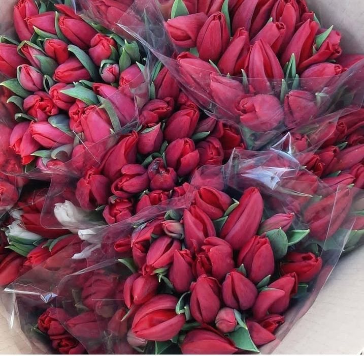 Тюльпаны оптом и в розницу