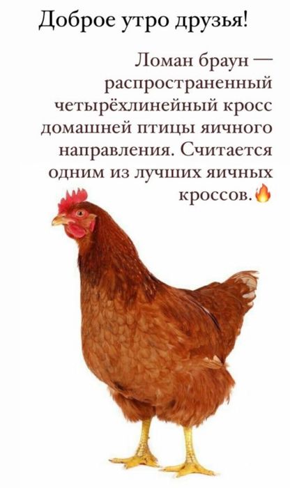 Куры несушки ломан браун