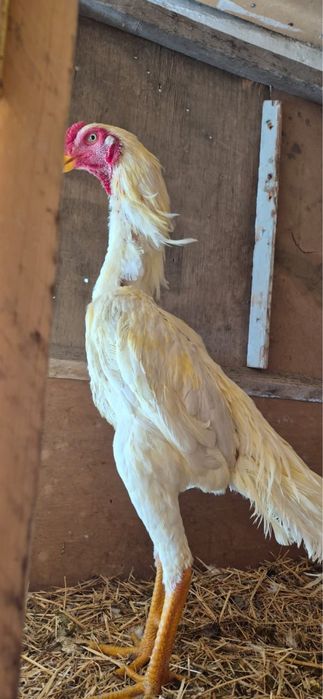 Петя шамо 100 ка без спар