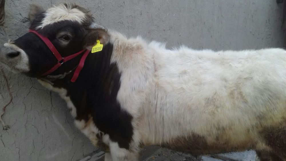 Gibrit buqa sotiladi