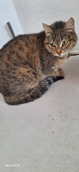 в добрые руки кошки