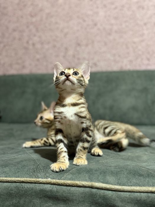 Продам бенгальских котят