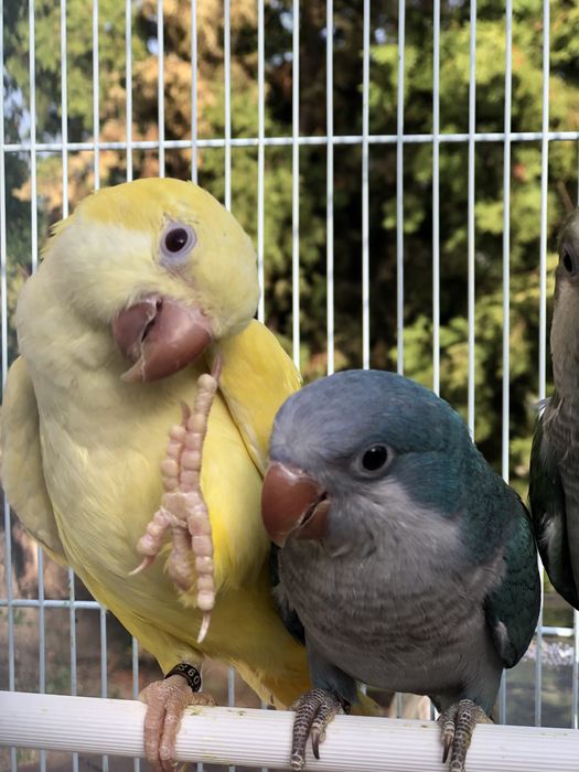 Papagali vorbitori blanzi calugari micul alexandru