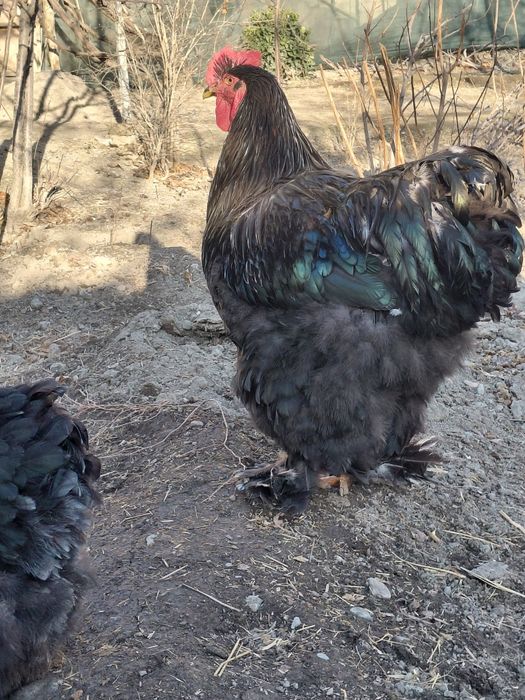 Тоза кохинлар сотилади 3 та макиён 1 та хуроз