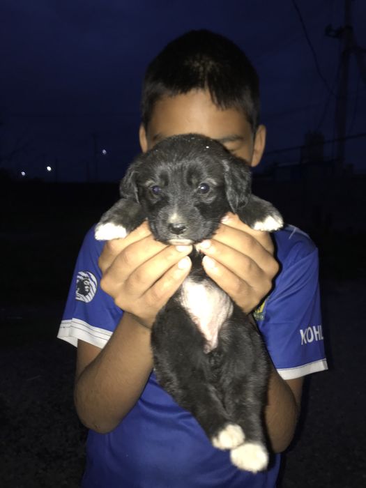 Кушик сатылады машки