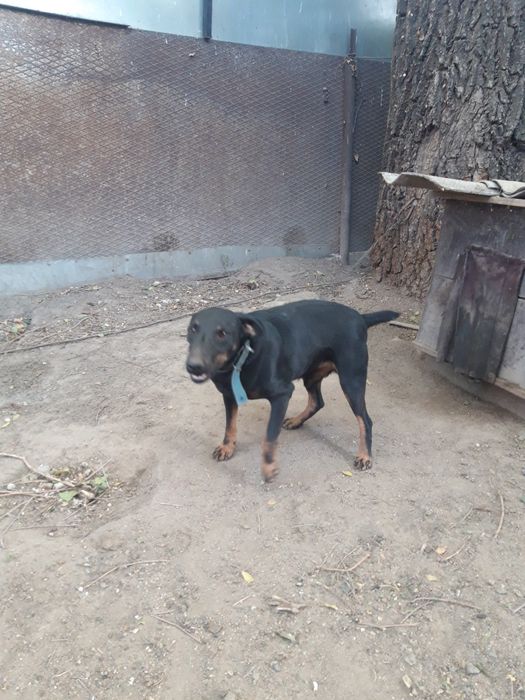 Яг терьер рабочий