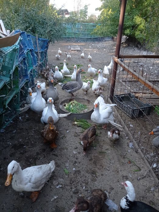 Продаю курей, гусей, уток ,