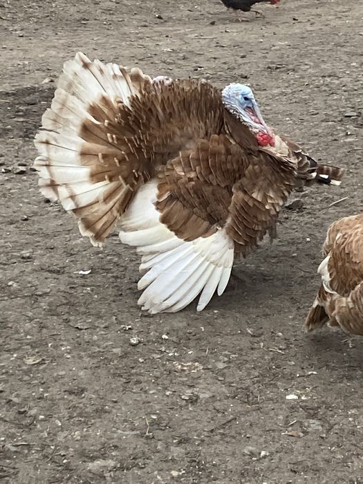Vând curci si curcani frumoși !
