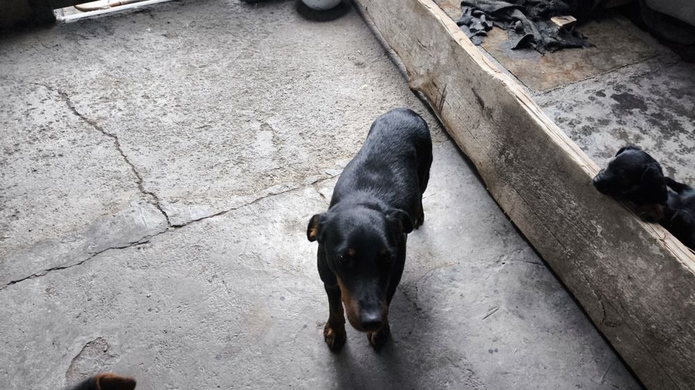 Щенки ягдтерьера