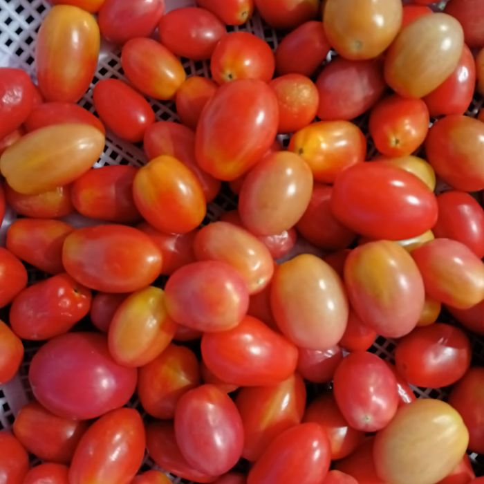 Отличные семена томатов на рассаду