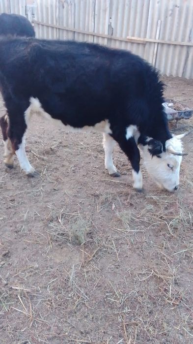 Сиыр сатылады, буаз бәрі