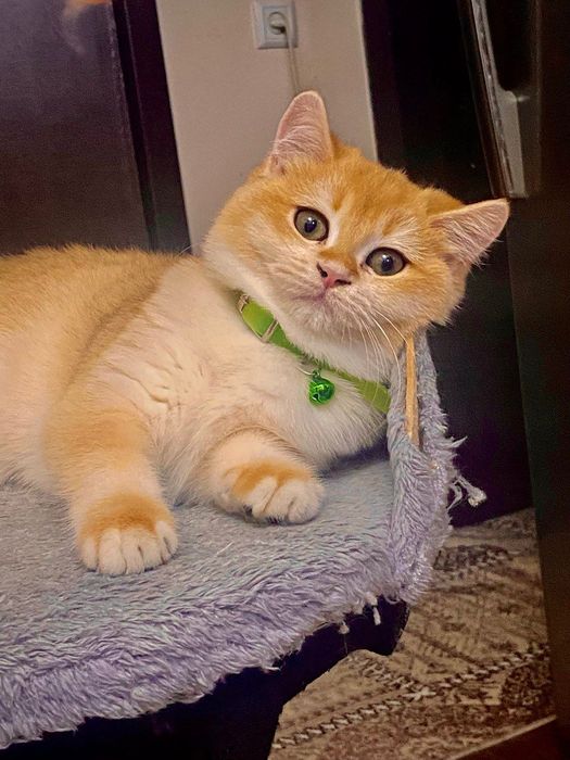 Золотая шиншилла нй12