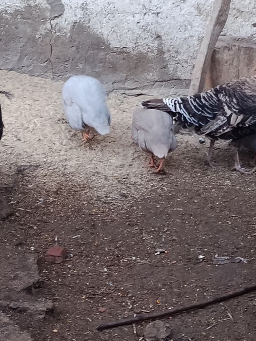Oua bibilica pt incubat