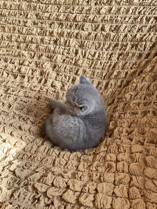 британские и шотландские котята чистокровные